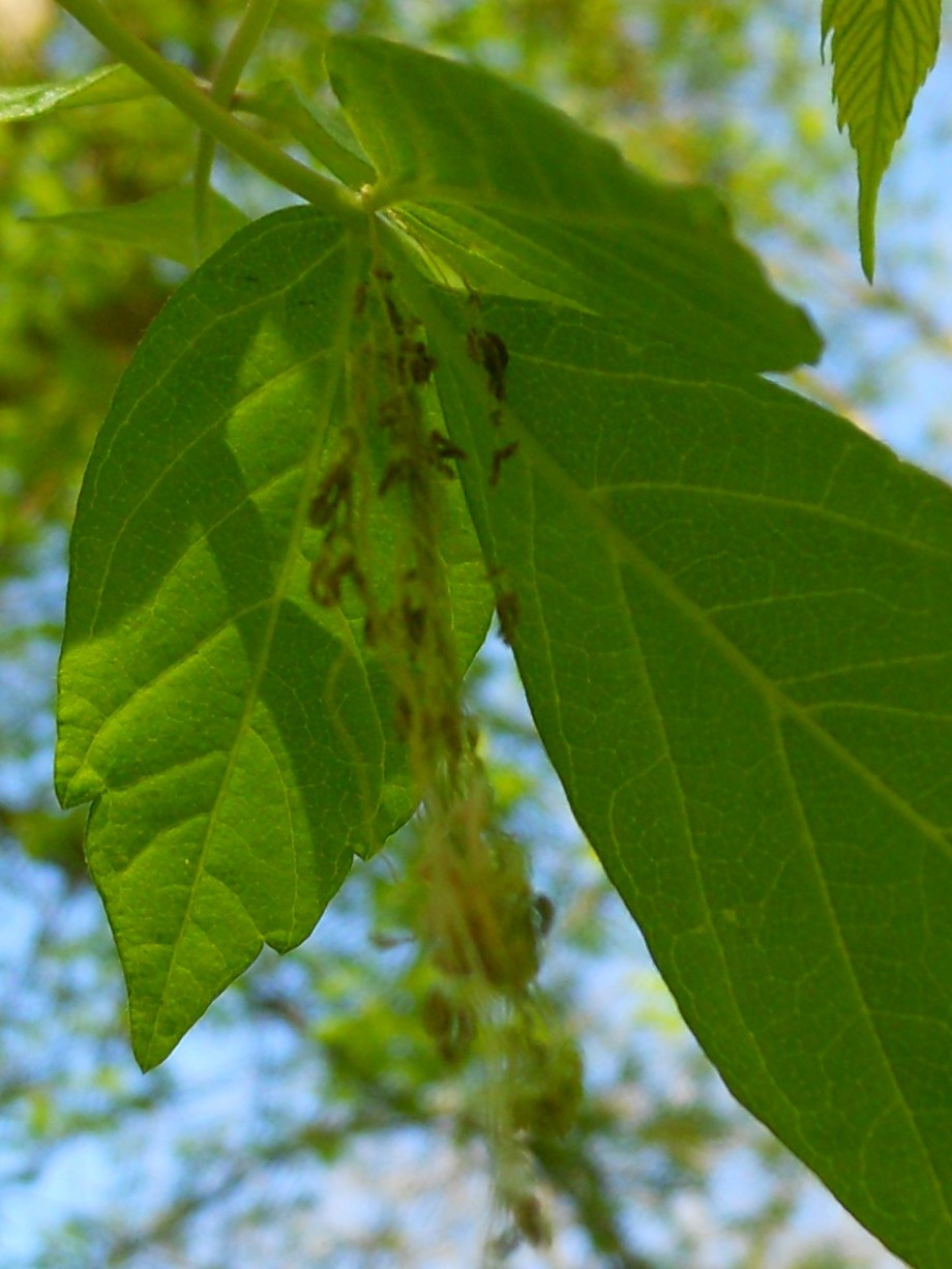 Acer negundo